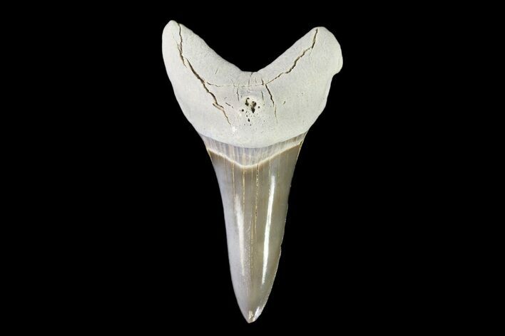 Cretaceous Cretoxyrhina Shark Tooth - Kansas #93791